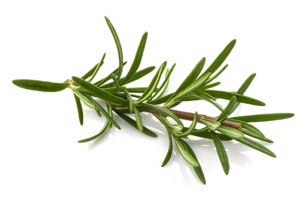 istock Rosemary leaf herbal is spices isolated on a white background. 2167524233
