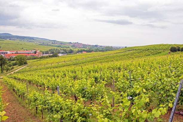 istock Andlau and its vineyards. Alsace. Bas-Rhin 2167524903
