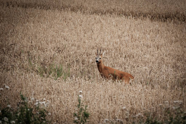 A young roebuck stands in a grain field