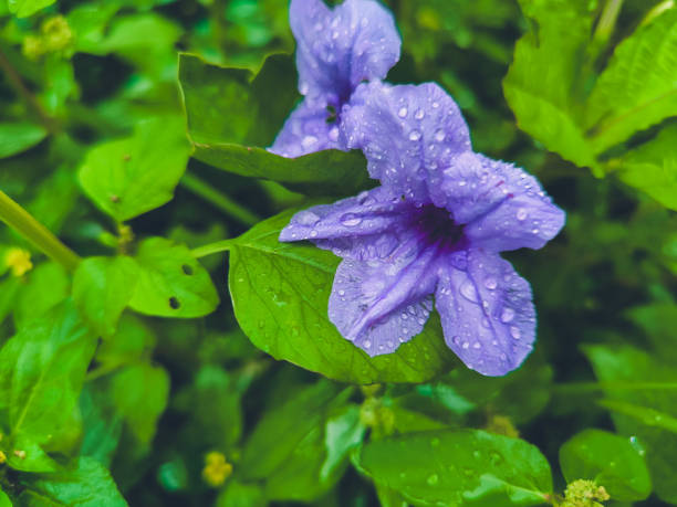purple ruellia flower plant blooms in flower garden