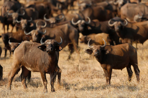 istock A herd of Wild Buffalo looking on, towards the camera. 2167527290