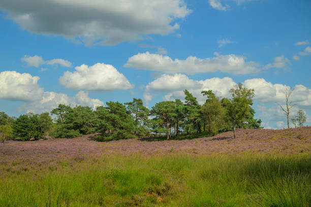 istock Blooming Heather plants in Heathland landscape during summer 2167529313