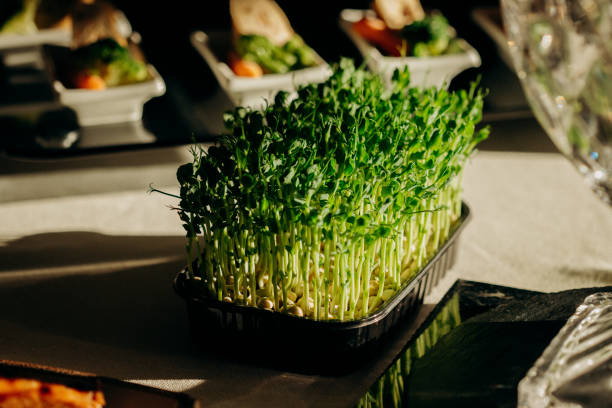 Microgreen peas standing on catering buffet table