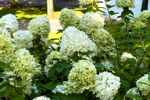 istock Blooming hydrangea paniculata plant with many delicate beautiful white flowers 2167532440
