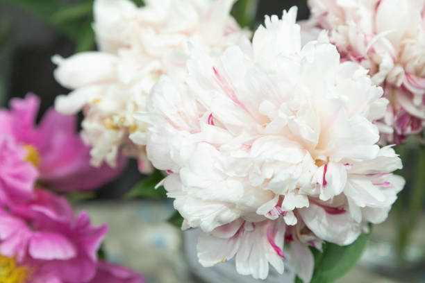 istock beautiful pink peony Raspberry Clown flower. Closeup. Blurred background 2167532537