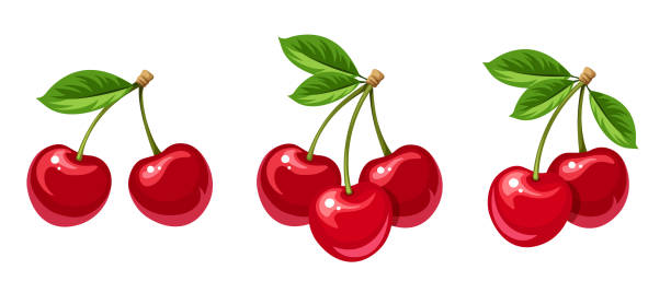 illustrations, cliparts, dessins animés et icônes de ensemble de grappes de baies de cerise. illustration vectorielle - cerise