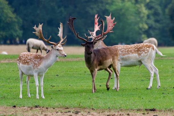 istock Fallow deer stag Tatton Park Knutsford 2167534067