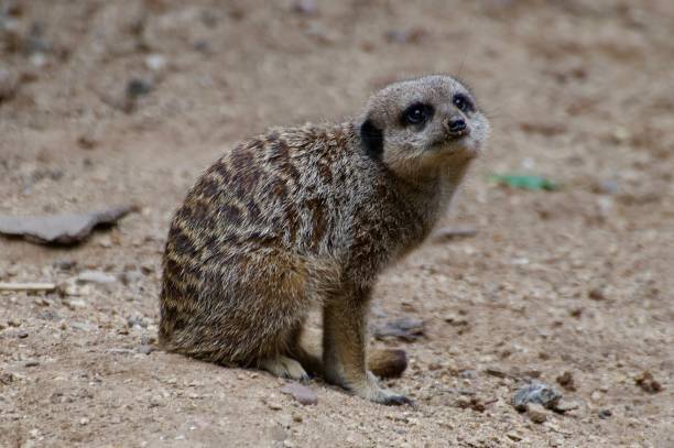 istock Meerkats perched on sandy soil Knowsley Safari Park 2167534189
