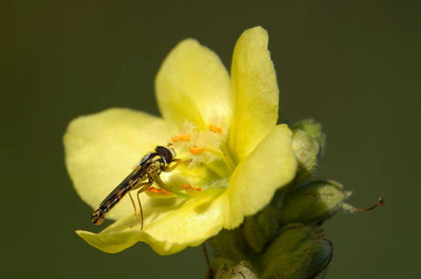 A long hoverfly feeding on a yellow garden flower.