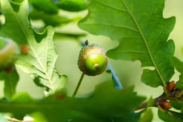Quercus robur - English oak - Close-up of galls on a leaf of a pedunculate oak