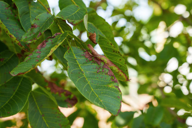 istock Problematic diseased leaves of a walnut tree outdoors 2167535468