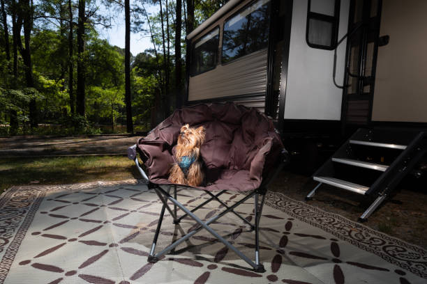 istock Yorkie watching the trees at a campsite 2167536696