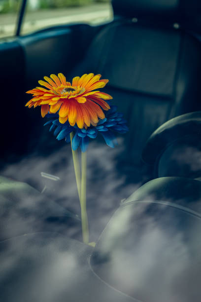 istock Red and blue decorative flowers with car interior in background. 2167536917