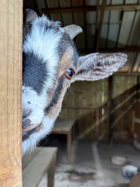 istock the cutest little farm goats 2167537151