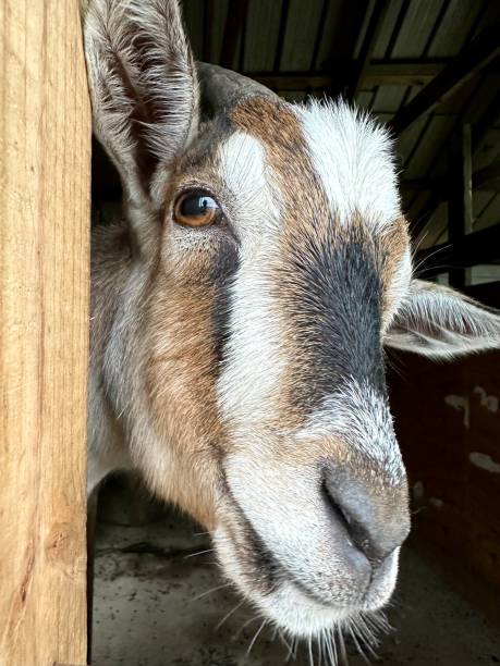 istock the cutest little farm goats 2167537188