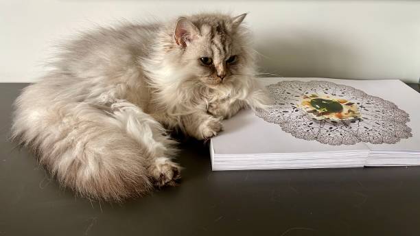 istock British longhair cat loves a book 2167537738