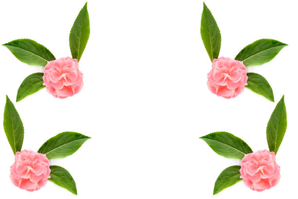 Japanese New Year's images. / Pink camellia and red ornament  and 3 stackable sake cups with red Japanese paper background.