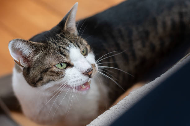 istock Cute cat meowing at its owner 2167539094