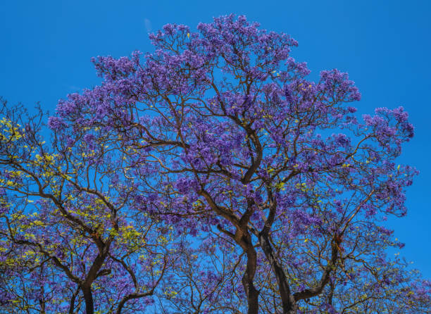 istock Colourful Jacaranda tree purple flowers and blue sky beautiful 2167539793