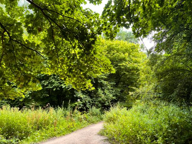 istock Woodland in the UK with path running through 2167540869