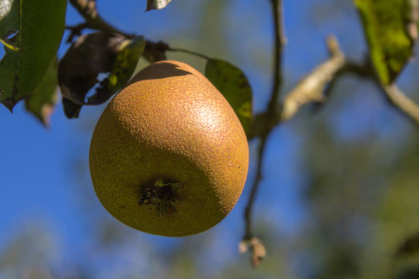fruit in an orchard