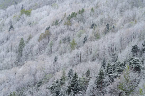 istock Snow covered trees during an unseasonal spring snowfall on april 2167544056