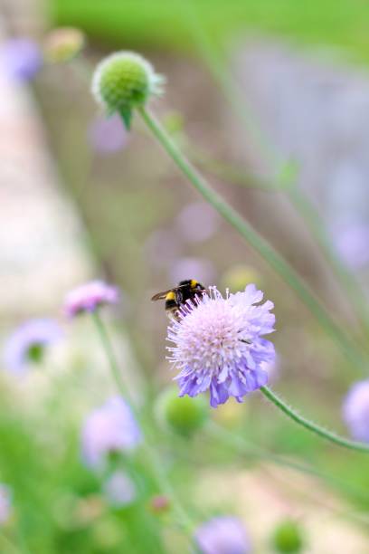 istock Honeybee on Small Scabious Flower Close-Up 2167544143