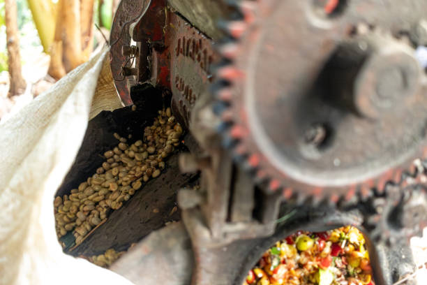 farmer man grinding Colombian coffee beans with a pulper on a farm
