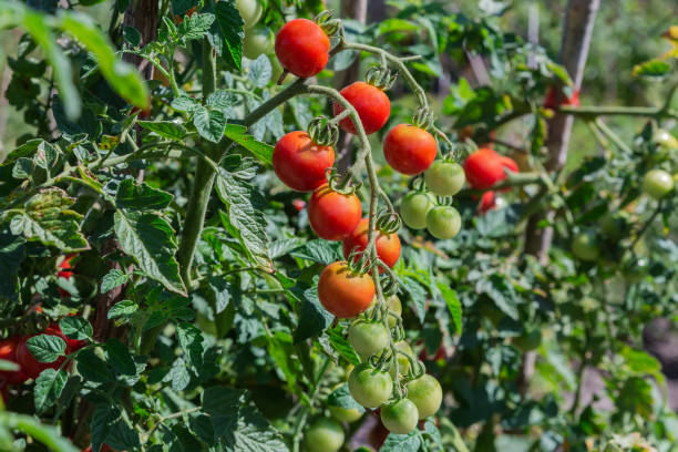 istock Ripening cherry tomato on stems on field in sunny day 2167546244