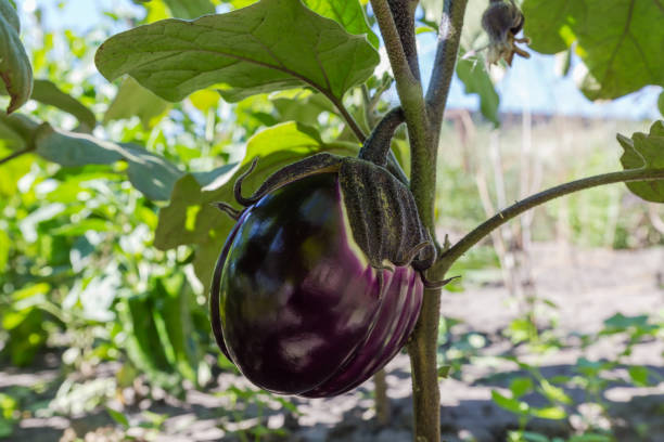 istock Stem of eggplant with purple fruit on field, bottom view 2167546516