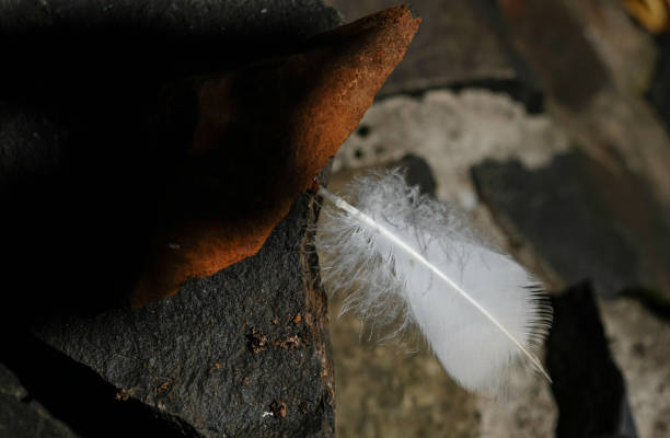 istock Delicate feather of a white bird on a stone background. 2167547509