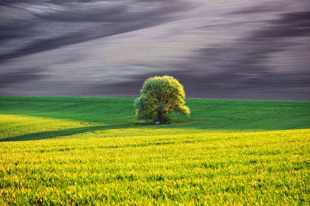 The image presents a striking contrast of colors, seemingly manipulated digitally. The dominant feature is a sizable deciduous tree, its leaves rendered in shades of light and dark green, almost mint-like in hue. The tree stands prominently in a field, which appears to be recently plowed, its earth a pale pinkish-purple.