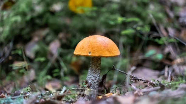 istock Bright Orange Mushroom Amidst Forest Floor Foliage 2167550017