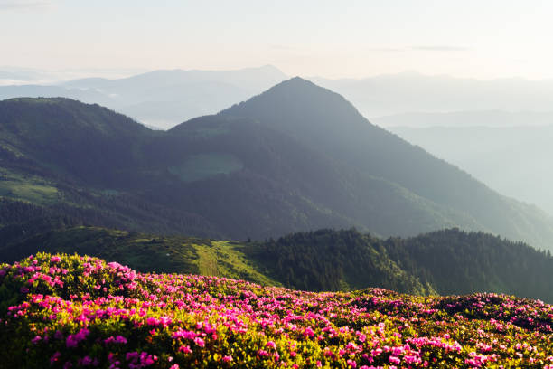 istock Pink rhododendron flowers in mountains 2167550208
