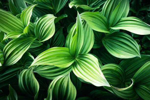 istock Green plants leaves close up 2167551079