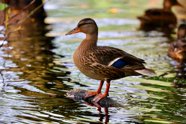 istock Anas, a bird in a national park. 2167554111
