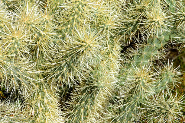 Close up Cholla cactus Sonora desert mid spring on a bright day