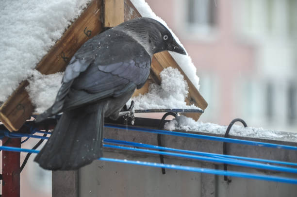A jackdaw bird