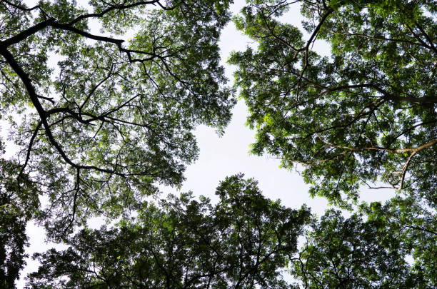 istock Above branch of trees with leaves with white background 2167559521
