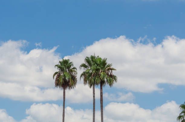 Two tall palm trees stand side by side, reaching up towards a bright summer sky filled with fluffy white clouds. The vibrant blue of the sky contrasts beautifully with the green fronds of the palm trees, evoking a feeling of warmth and tranquility.