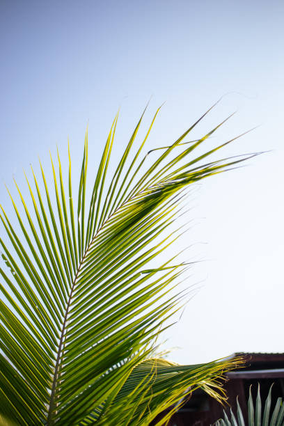 The tip of the coconut tree is set upwards, the background is the sky.