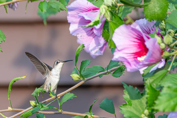 istock Hummingbird feeding from pink flowers 2167561735