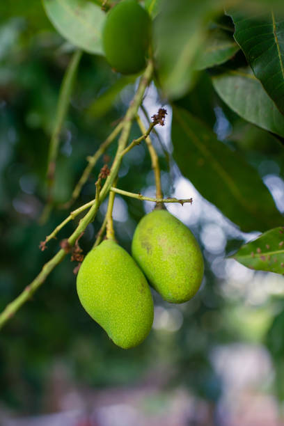 istock The mango tree, that began to produce is small 2167561758