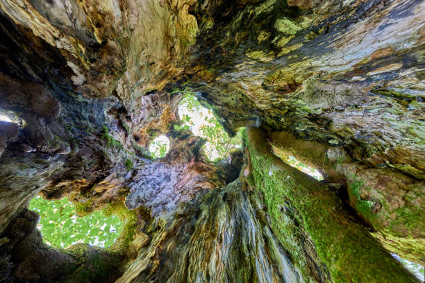 inside view of a  about 450 years old Sycamore maple tree, Pseudoplatanus in the Allgaeu Alps near Oberstdorf, Bavaria, Germany