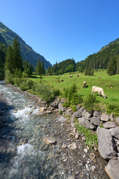istock cattle herd on a pasture in the Allgaeu Alps, Germany 2167564865