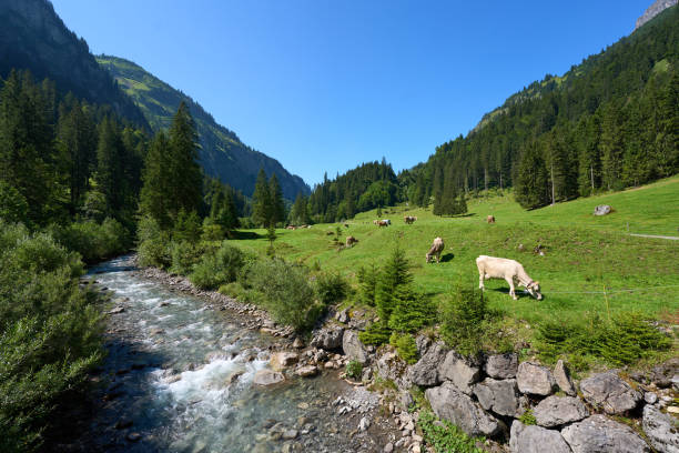 istock cattle herd on a pasture in the Allgaeu Alps, Germany 2167565199