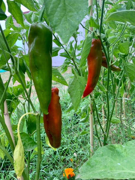 istock Bull's horn pepper in the garden. 2167565575