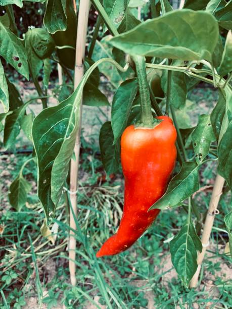 istock Bull's horn pepper in the garden. 2167565591