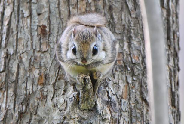 istock A flying squirrel sits on a branch in a park in Hokkaido. 2167566833