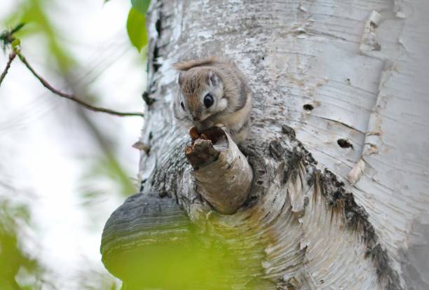 istock A flying squirrel sits on a branch in a park in Hokkaido. 2167566995
